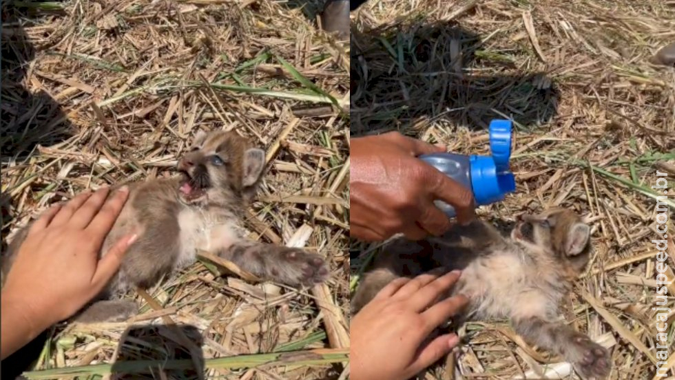 Tratorista encontra filhote de onça durante colheita de cana e se derrete: 