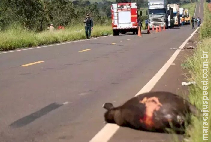 Vítimas de acidentes com animais na pista podem pedir indenização