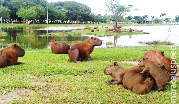 Após ataque à criança, Promotor do Meio Ambiente diz que Lagoa Maior tem excesso de capivaras
