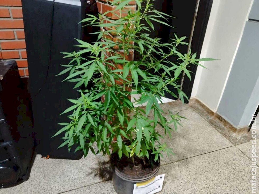 Após movimentação suspeita em terreno, GM de Dourados apreende pé de maconha Após movimentação suspeita em terreno, GM de Dourados apreende pé de maconha