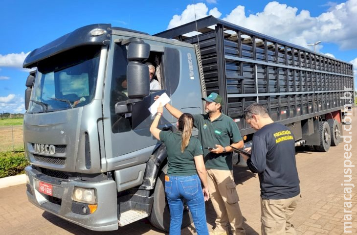 APP premiado da Iagro tem adesão de 67% dos transportadores de animais e meta é atingir 100%
