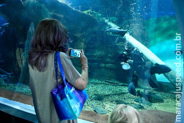 Bioparque tem novas espécies em aquário no 1º fim de semana aberto em 2024