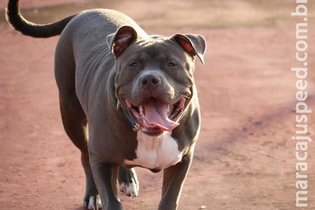 Cachorro Pit Bull escapa, morde homem que faz ameaças com espingarda de pressão do Acampamento Jatobá Cachorro Pit Bull escapa, morde homem que faz ameaças com espingarda de pressão do Acampamento Jatobá