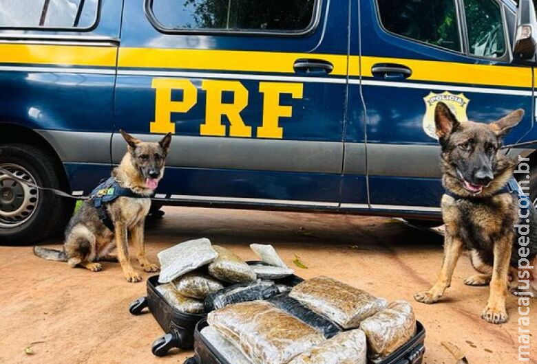Cães farejadores apontam droga e traficante é preso na BR-262 Cães farejadores apontam droga e traficante é preso na BR-262