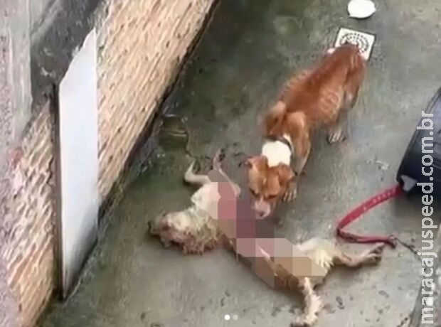 Cães se alimentam de cachorro morto após serem abandonados em SP