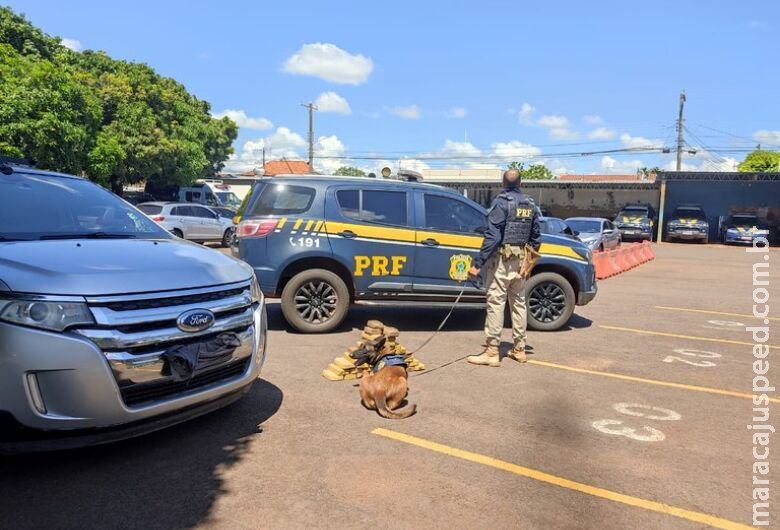 Com a ajuda de "Zorro", homem é preso com cocaína em MS