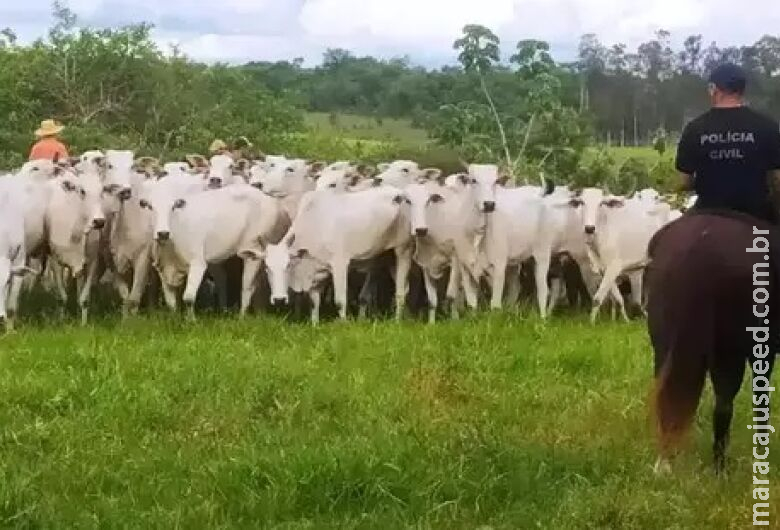 Com recompensa, força-tarefa recupera rebanho roubado no Paraguai