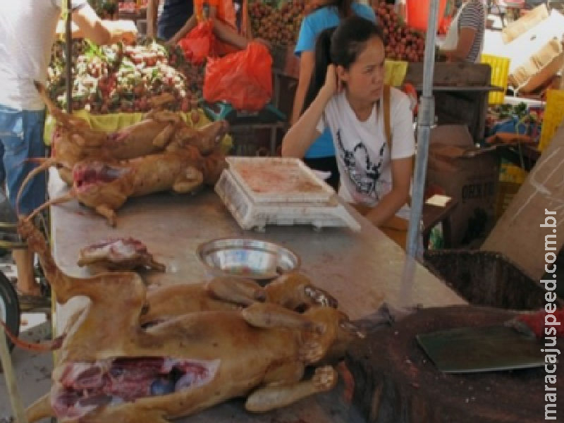 Coreia do Sul aprova lei histórica proibindo consumo de carne de cachorro Coreia do Sul aprova lei histórica proibindo consumo de carne de cachorro