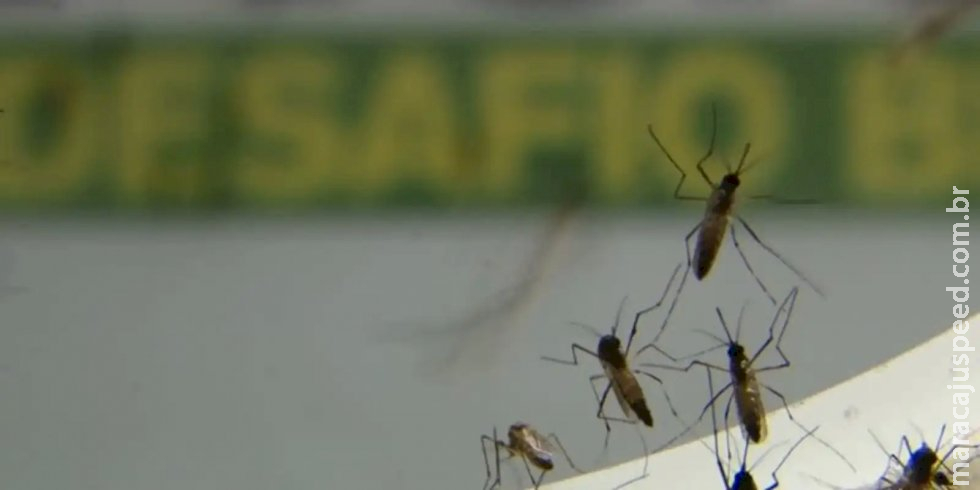 Dengue avança em ritmo acelerado no estado do Rio de Janeiro Dengue avança em ritmo acelerado no estado do Rio de Janeiro