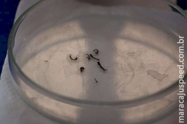 Dengue tem alta incidência em 2 cidades e chikungunya cresce em casos prováveis
