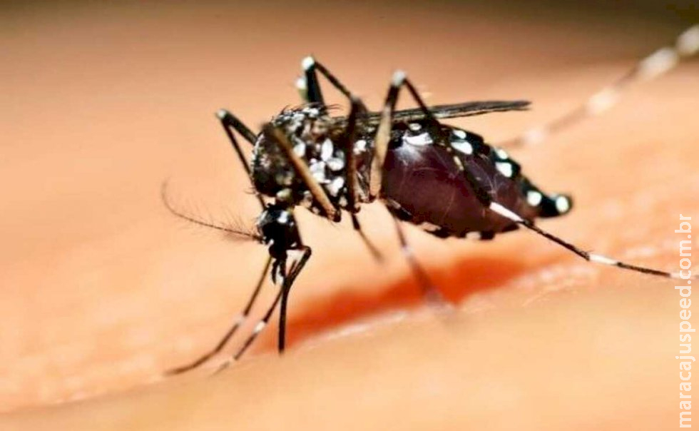 El Niño e altas temperaturas favorecem Aedes, alertam especialistas El Niño e altas temperaturas favorecem Aedes, alertam especialistas