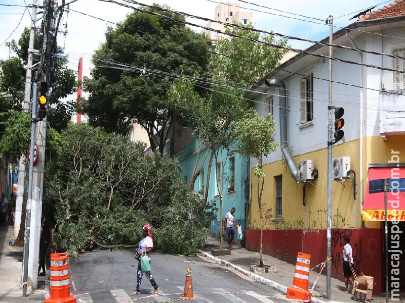 Homem morre após ser atingido por queda de árvore durante temporal Homem morre após ser atingido por queda de árvore durante temporal