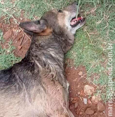 Irmãos são presos em flagrante por espancar cachorro até a morte em MS Irmãos são presos em flagrante por espancar cachorro até a morte em MS