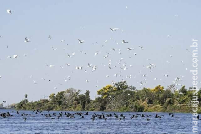 Lei do Pantanal passará a valer no dia 18 de fevereiro já com regulamentação