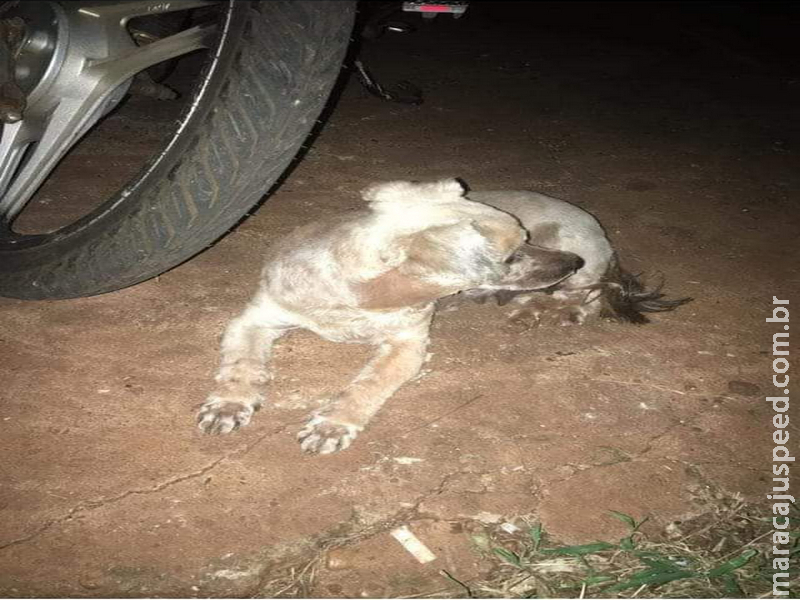 Maracaju: Utilidade Pública – Procura-se cãozinho desaparecido