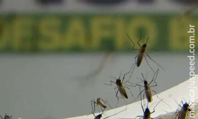 MS esta entre 11 estados com maior índice de dengue na 1ª quinzena do ano