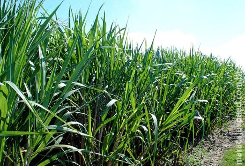 Sistema de vigilância por satélite fez empresa do agro evitar 168 incêndios Sistema de vigilância por satélite fez empresa do agro evitar 168 incêndios