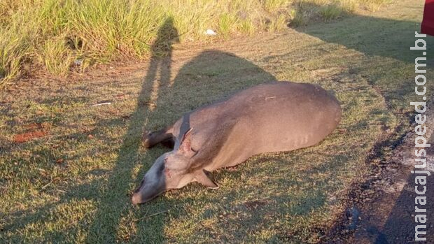 Acidente com anta em Paraíso das Águas chama atenção para risco da travessia de animais
