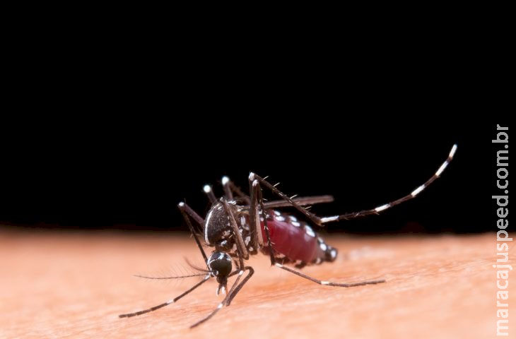 Aprenda a diferenciar os sintomas da dengue e da gripe Aprenda a diferenciar os sintomas da dengue e da gripe