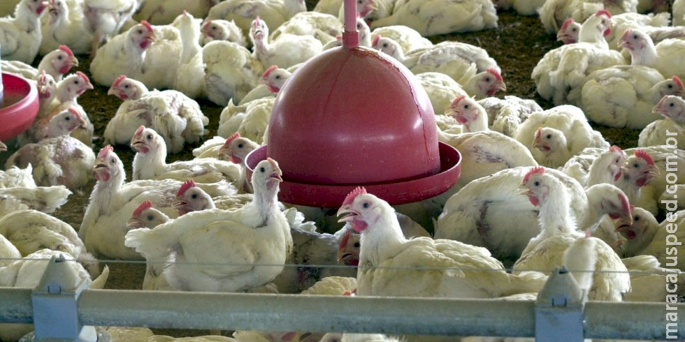 China extingue sobretaxa para carne de frango brasileira