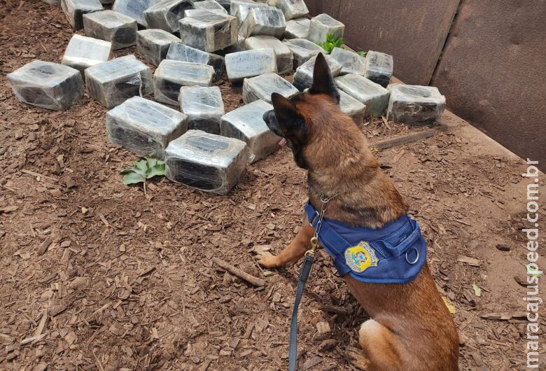 Com auxílio de cães farejadores, polícia apreende 283 quilos de maconha Com auxílio de cães farejadores, polícia apreende 283 quilos de maconha
