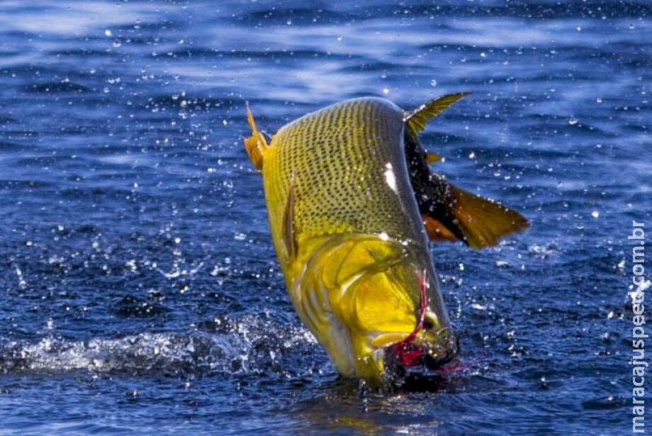 Deputados chegam a consenso e pesca de Dourado fica proibida por mais um ano Deputados chegam a consenso e pesca de Dourado fica proibida por mais um ano