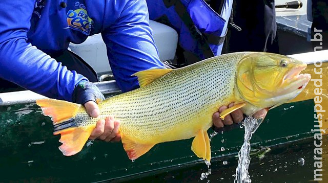 Deputados votam prorrogação de proibição de pesca do dourado por mais 5 anos