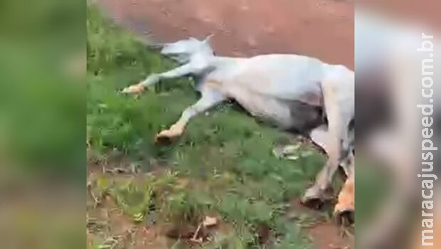 Égua morre eletrocutada após encostar em fio em Corumbá Égua morre eletrocutada após encostar em fio em Corumbá