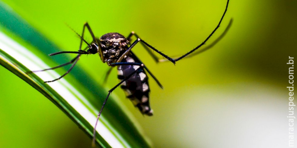 Estado do Rio de Janeiro decreta epidemia de dengue