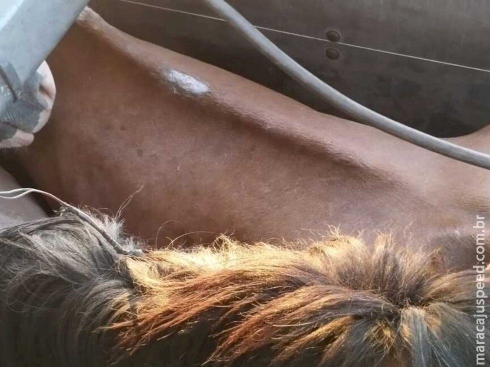 Homem é preso em MS com 27 equinos que virariam Homem é preso em MS com 27 equinos que virariam