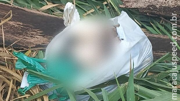 Homem mata cachorro a pauladas em Ribas do Rio Pardo Homem mata cachorro a pauladas em Ribas do Rio Pardo