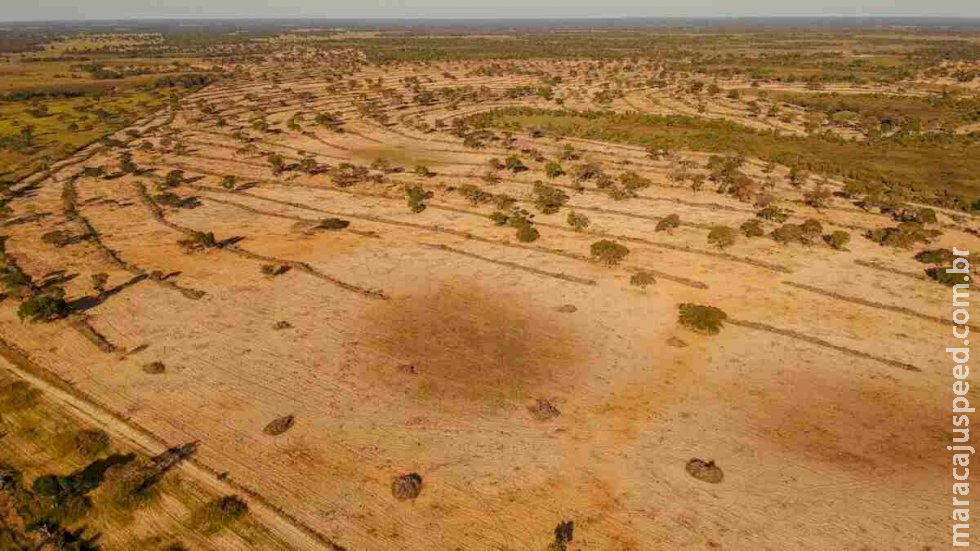 Lei do Pantanal entre em vigor 60 dias após publicação em Mato Grosso do Sul