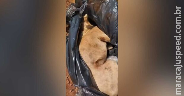 Moradores encontram cachorra agonizando dentro de saco de lixo em Sidrolândia Moradores encontram cachorra agonizando dentro de saco de lixo em Sidrolândia