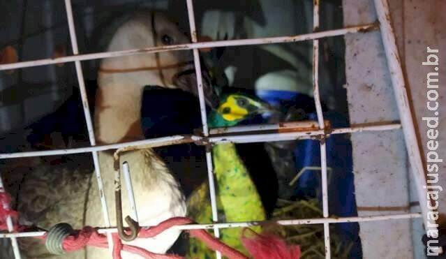 Motorista é flagrado transportando 30 aves exóticas em Corumbá, inclusive cisnes Motorista é flagrado transportando 30 aves exóticas em Corumbá, inclusive cisnes