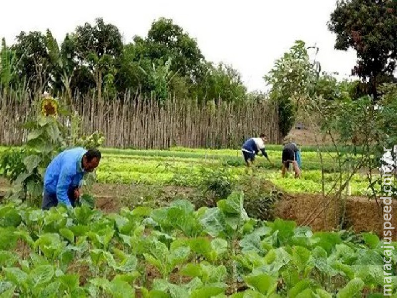 MS quer ser pioneiro em créditos de carbono para agricultura familiar MS quer ser pioneiro em créditos de carbono para agricultura familiar