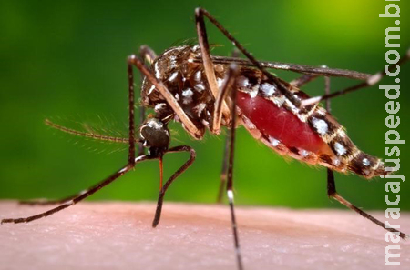 Sidrolândia Ocupa a 33ª Posição no Ranking de Municípios Mais Infectados pela Dengue no MS Sidrolândia Ocupa a 33ª Posição no Ranking de Municípios Mais Infectados pela Dengue no MS