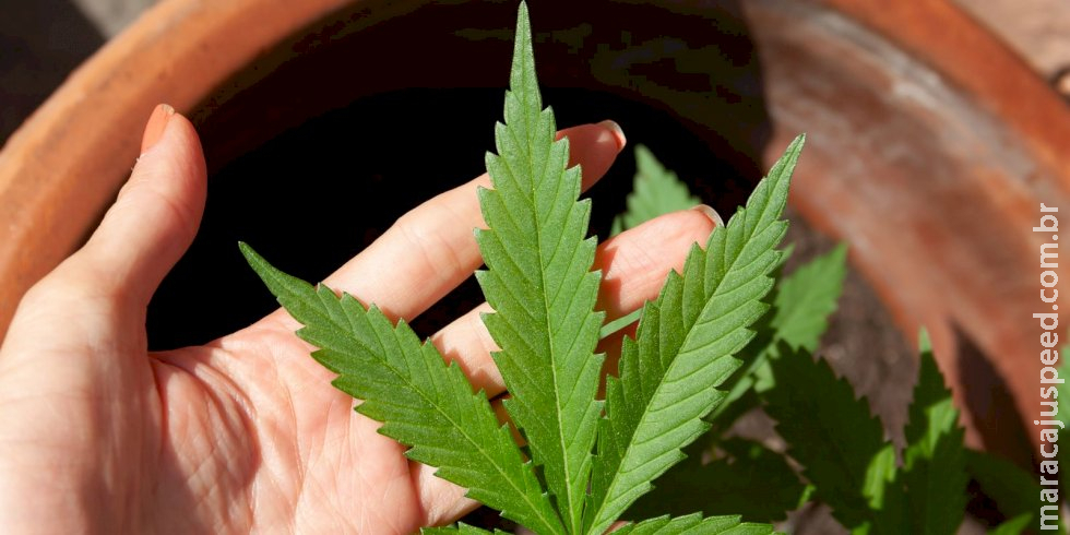 STJ convoca audiência pública sobre plantio de maconha para remédios STJ convoca audiência pública sobre plantio de maconha para remédios