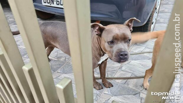 Trabalhador é atacado por dois Pitbulls durante serviço no Santo Amaro Trabalhador é atacado por dois Pitbulls durante serviço no Santo Amaro