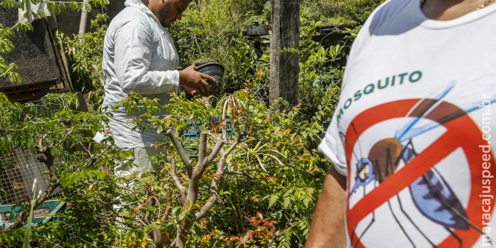 Paraná decreta situação de emergência em saúde por dengue Paraná decreta situação de emergência em saúde por dengue