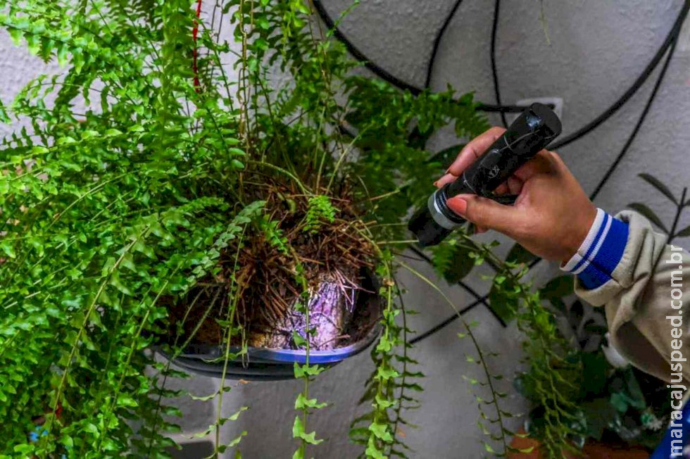 À beira da epidemia: ‘vizinhos’ de Mato Grosso do Sul decretam emergência por dengue À beira da epidemia: ‘vizinhos’ de Mato Grosso do Sul decretam emergência por dengue