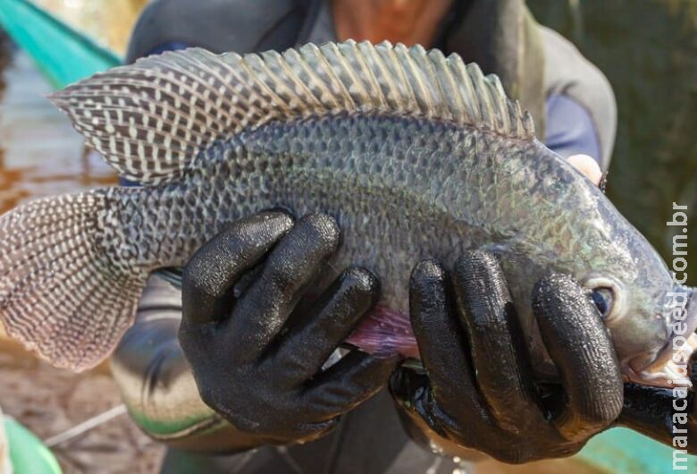 África do Sul abre mercado para pescados brasileiros