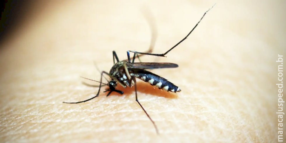 Além de 71 mortes por dengue, Minas tem 20 óbitos por chikungunya Além de 71 mortes por dengue, Minas tem 20 óbitos por chikungunya