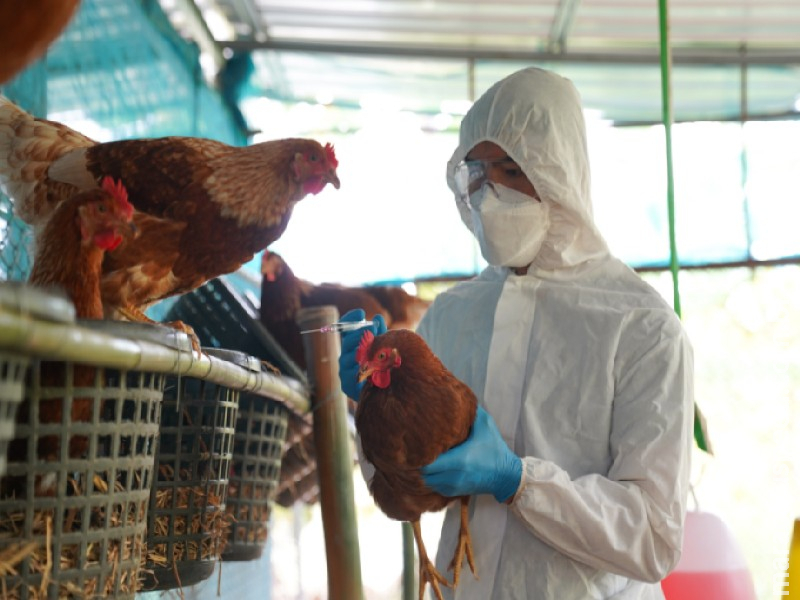 Alta mortalidade de mamíferos marinhos acende alerta sobre gripe aviária