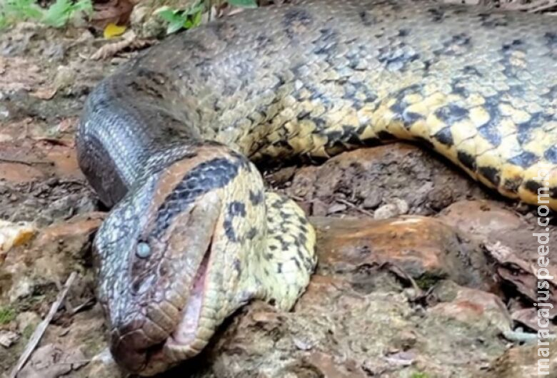 Ana Júlia, sucuri famosa internacionalmente, é encontrada morta a tiros em Bonito Ana Júlia, sucuri famosa internacionalmente, é encontrada morta a tiros em Bonito