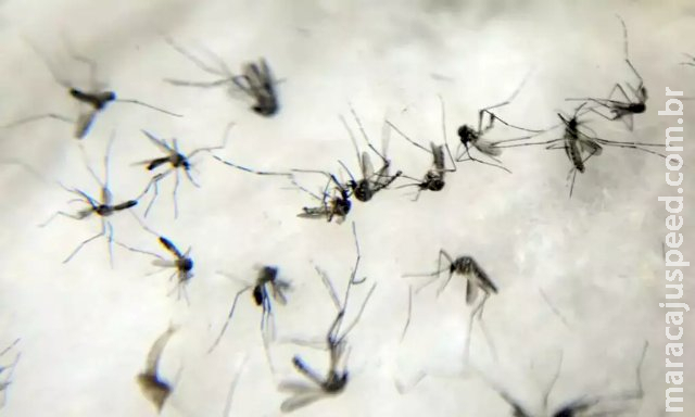 Anvisa adia a decisão de comercializar autotestes para dengue