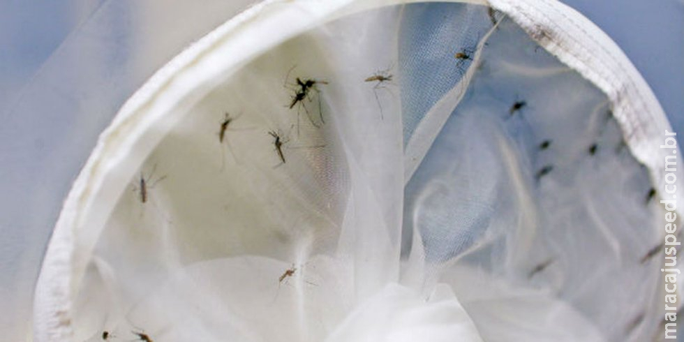 Brasil tem 391 mortes por dengue