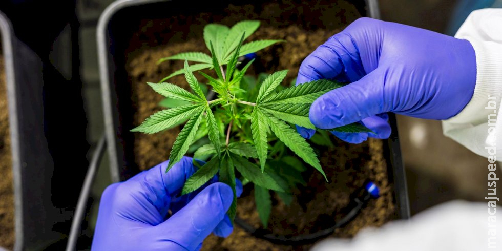 CCJ aprova PEC que criminaliza posse de qualquer quantidade de droga