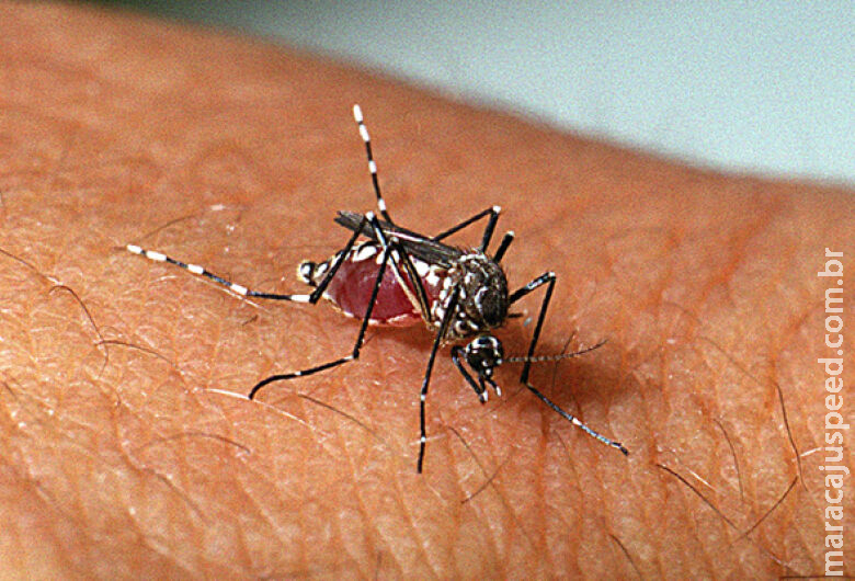 Dengue: Brasil tem mais de mil mortes confirmadas ou em investigação