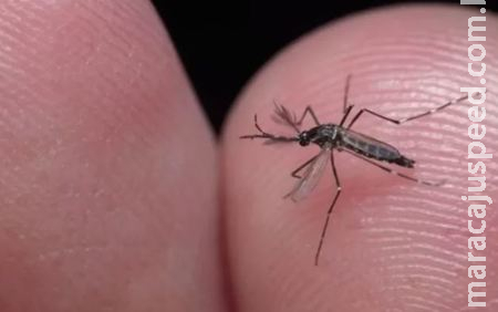 Dengue no Brasil: Casos ultrapassam 1 milhão somente em 2024