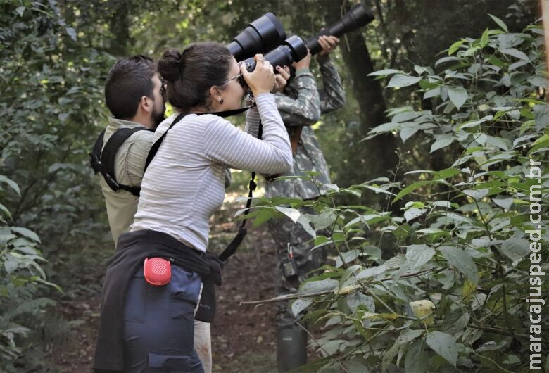 Dia Estadual de Observação de Aves pode ser instituído em MS Dia Estadual de Observação de Aves pode ser instituído em MS